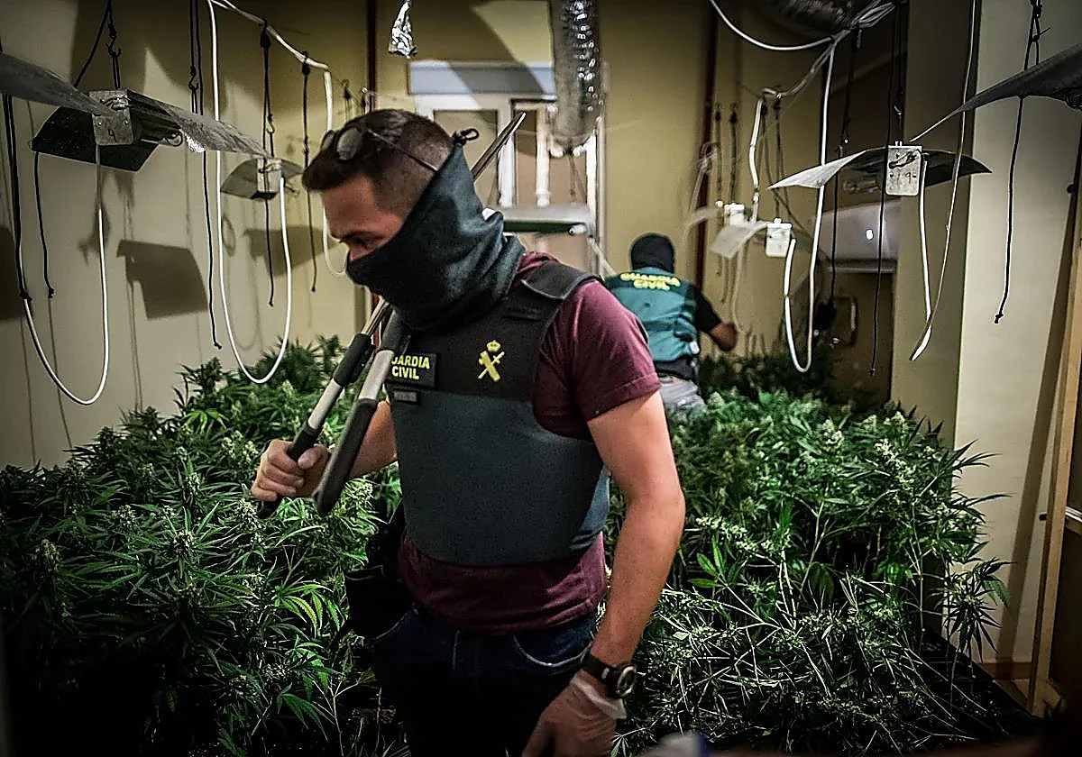 Le confiscan una plantación de marihuana con 21 focos, ventiladores y aire acondicionado, y alega que era para autoconsumo
