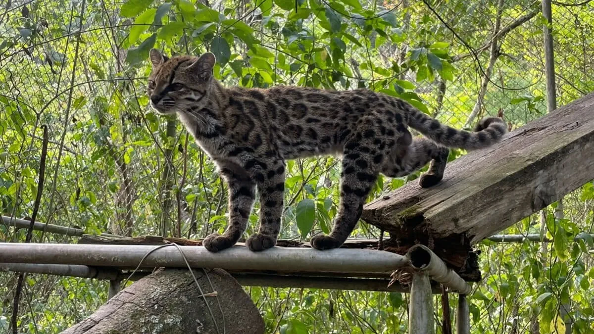 Paola Nogales-Ascarrunz, descubridora de nueva especie de felino: "El hábitat del gato es uno de los ecosistemas más frágiles"