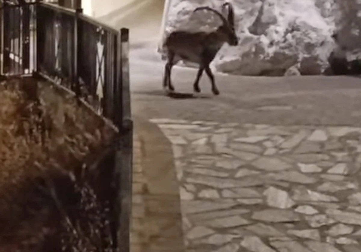 Las cabras monteses despiden el verano con nuevas visitas nocturnas a Canillas de Aceituno