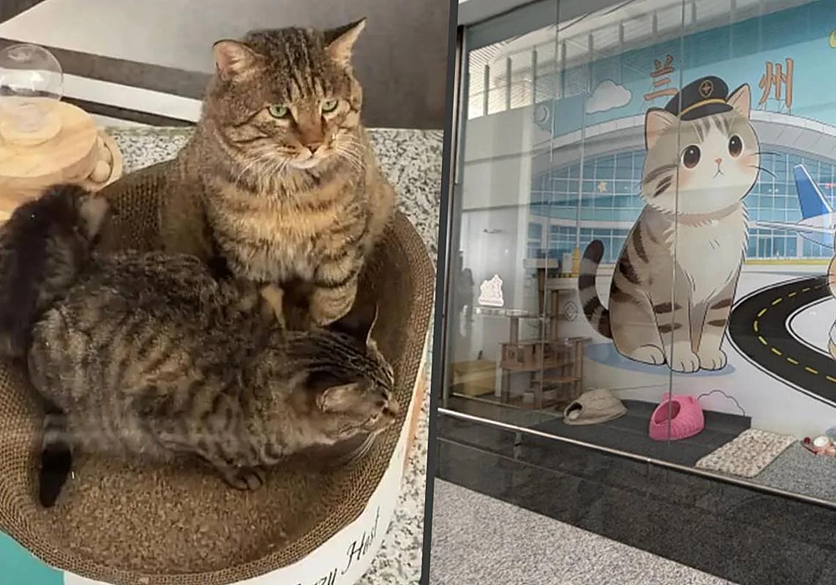 Un aeropuerto de China adopta y 'contrata' a tres gatos callejeros