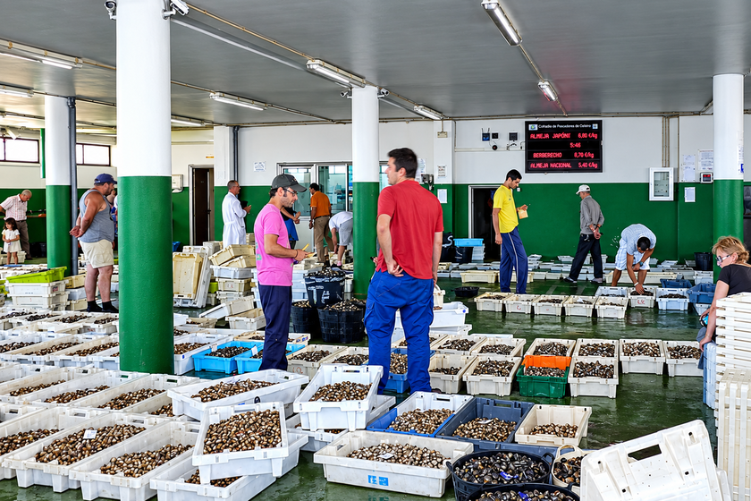 Galicia ha sido desde siempre el paraíso del marisco en España: ahora afronta una crisis existencial sin precedentes