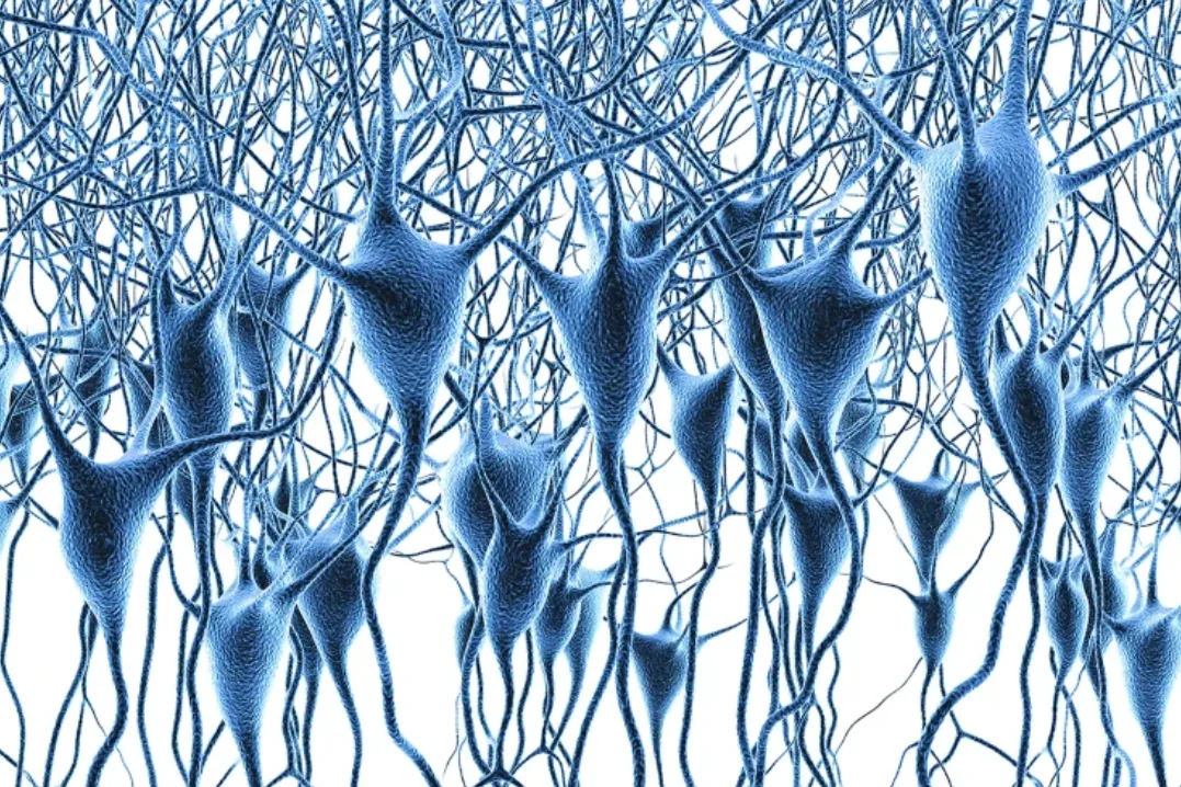 El mayor atlas genómico de la corteza prefrontal confirma que la juventud termina a los 24 años