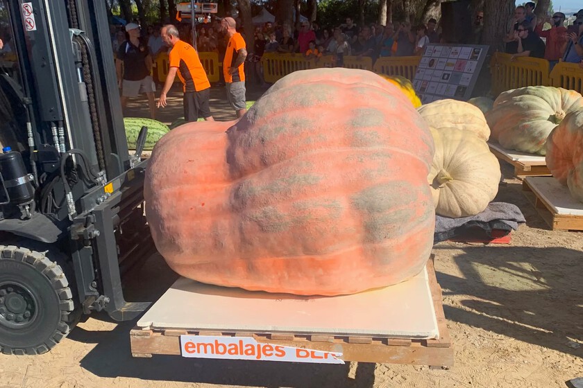 En Navarra hay un agricultor obsesionado con las calabazas gigantes: el año pasado cultivó una de 1.187 kilos y este año vuelve a ganar