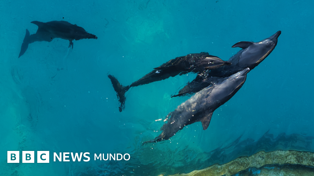 Las penosas condiciones en las que viven 9 delfines que quedaron enfermos en un parque acuático clausurado en Cancún