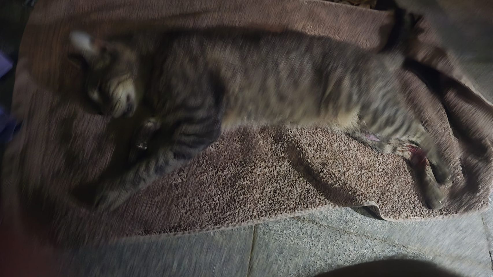 Un juez investiga la "muerte de gatos" en Ceuta tras la invasión: varios felinos aparecieron "mutilados"