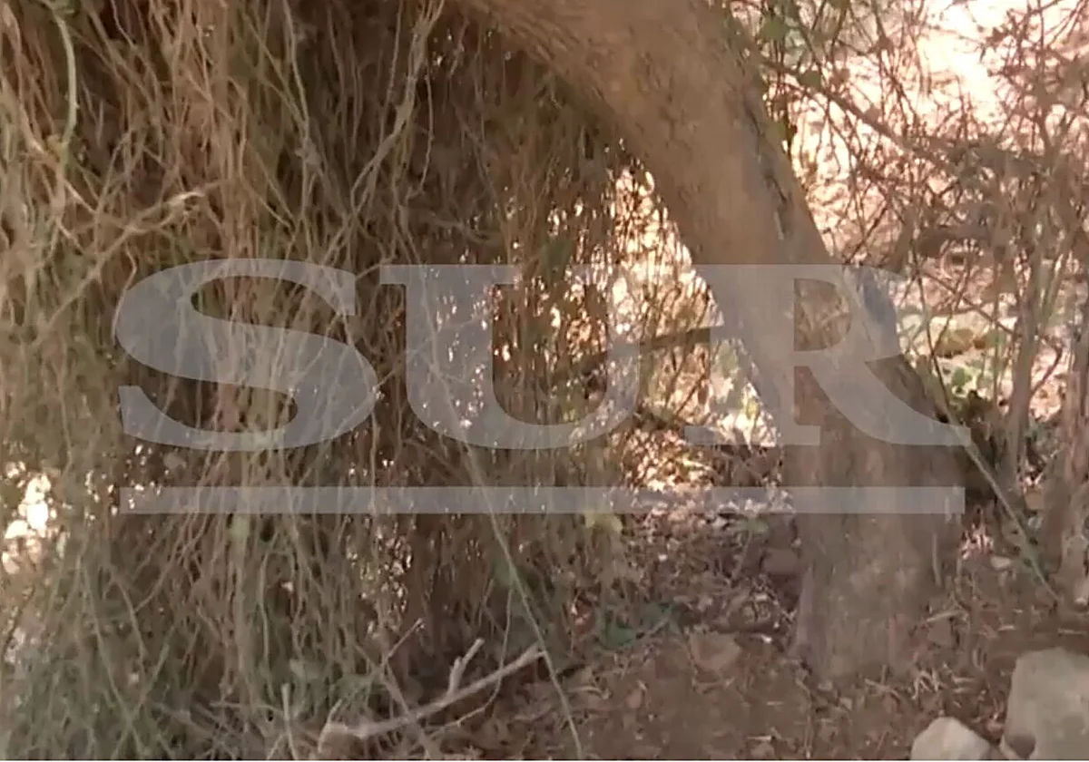 El recóndito paraje en el que un joven abandonó a su novia en Alhaurín de la Torre