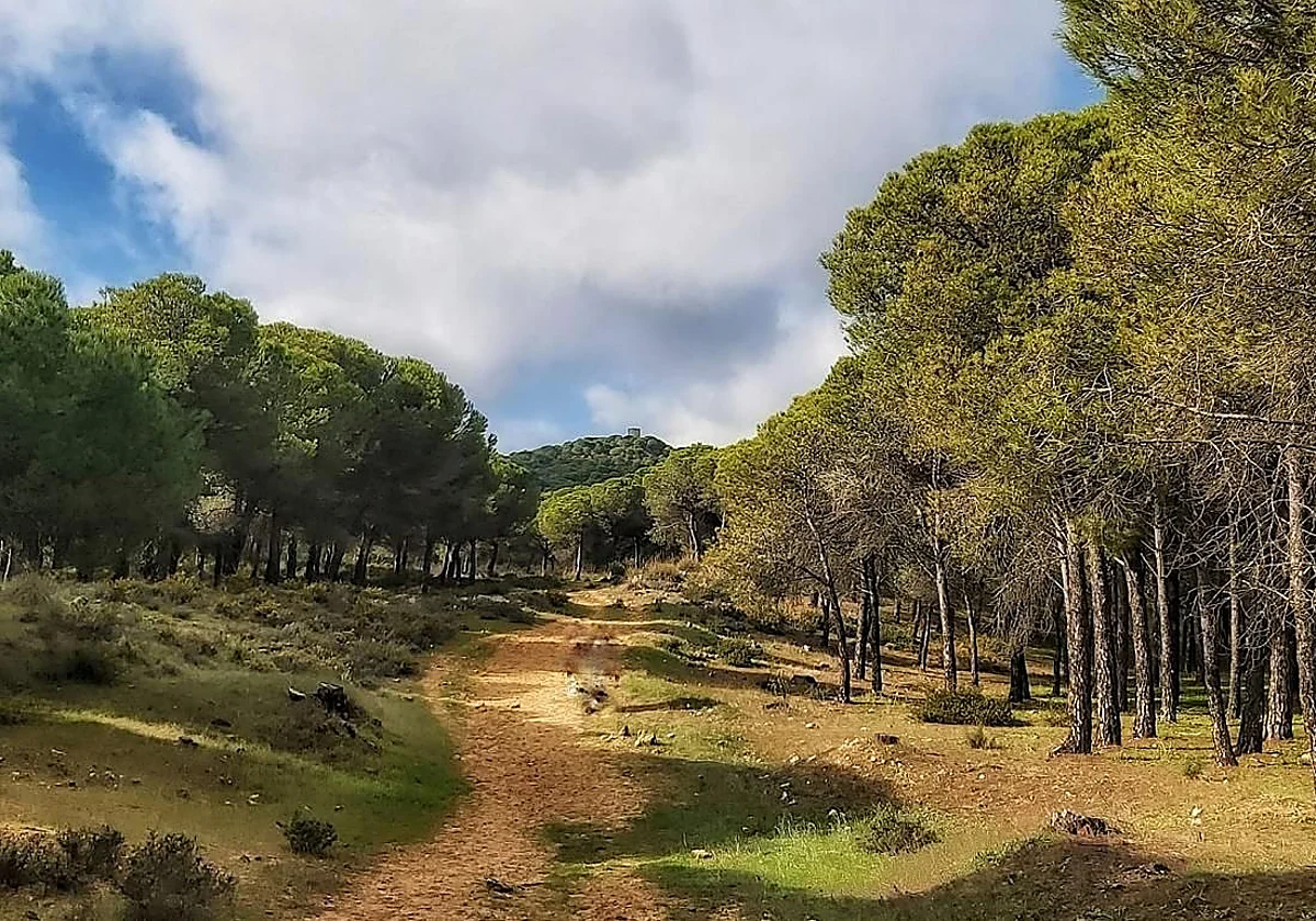 Narices digitales: Antequera quiere 'oler' los incendios forestales antes de que se produzcan