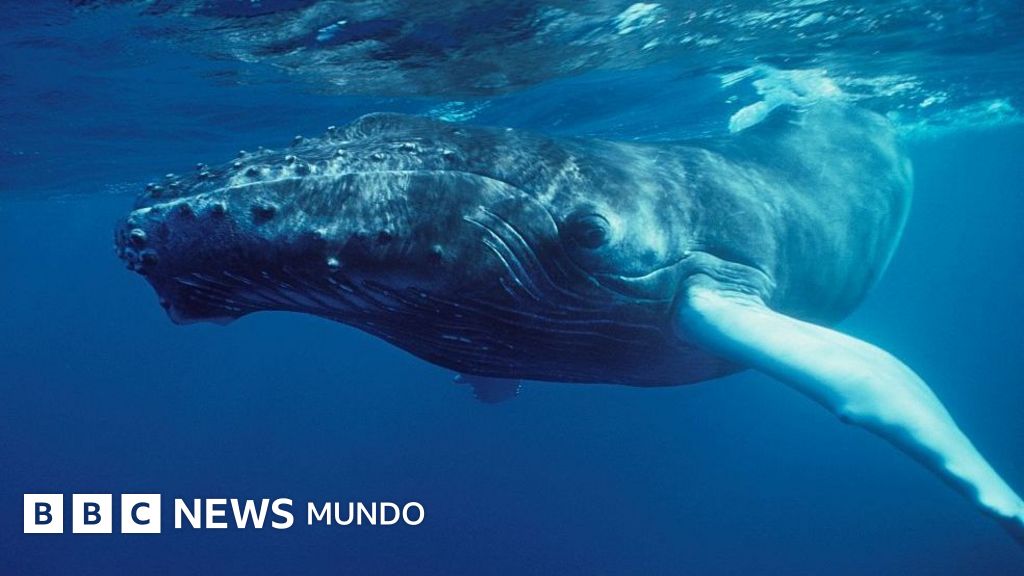 "Nadie había escuchado nada parecido": el extraordinario momento en que el mundo se dio cuenta de que las ballenas cantan