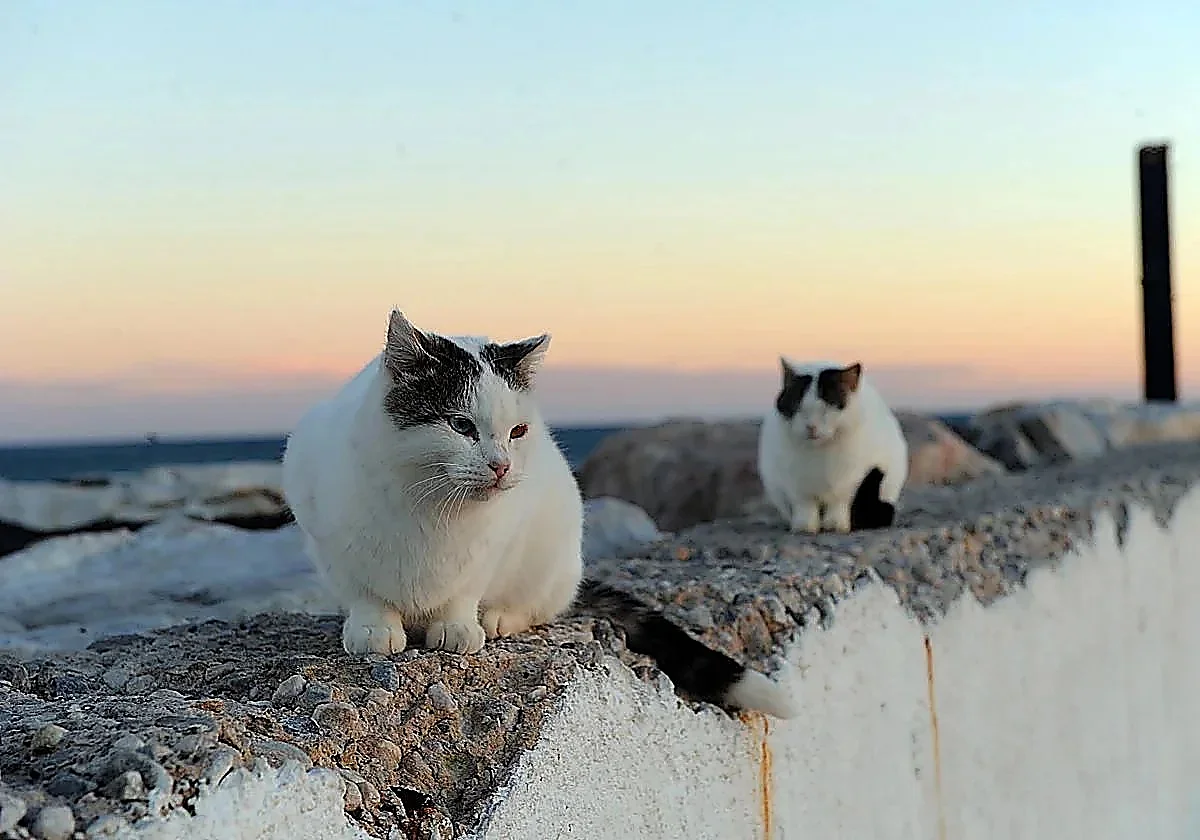 Alhaurín de la Torre esteriliza al 80% de sus gatos censados