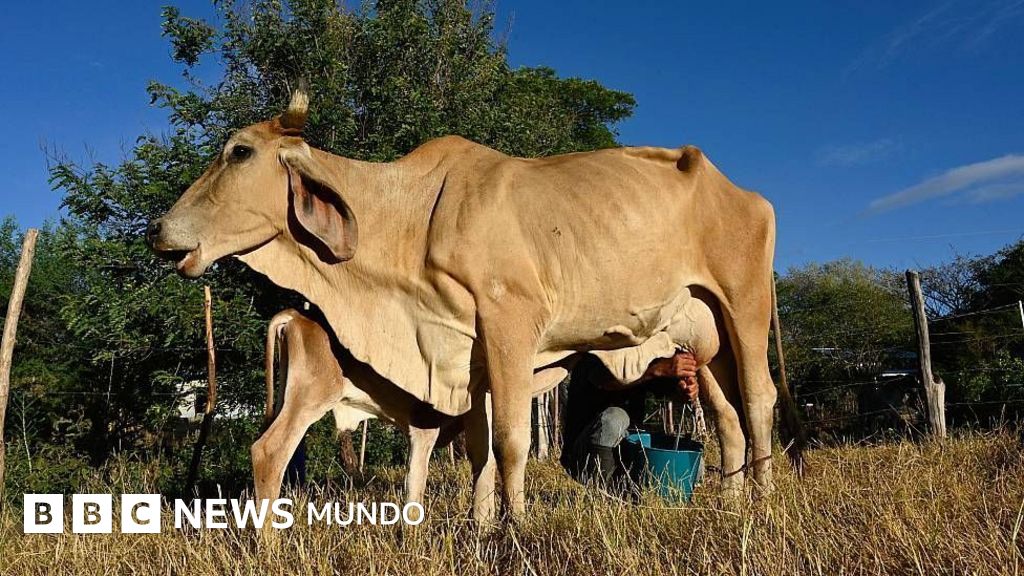 "El ganado se está muriendo de sed y hambre": el devastador impacto de El Niño que ya se siente en el Corredor Seco de Centroamérica