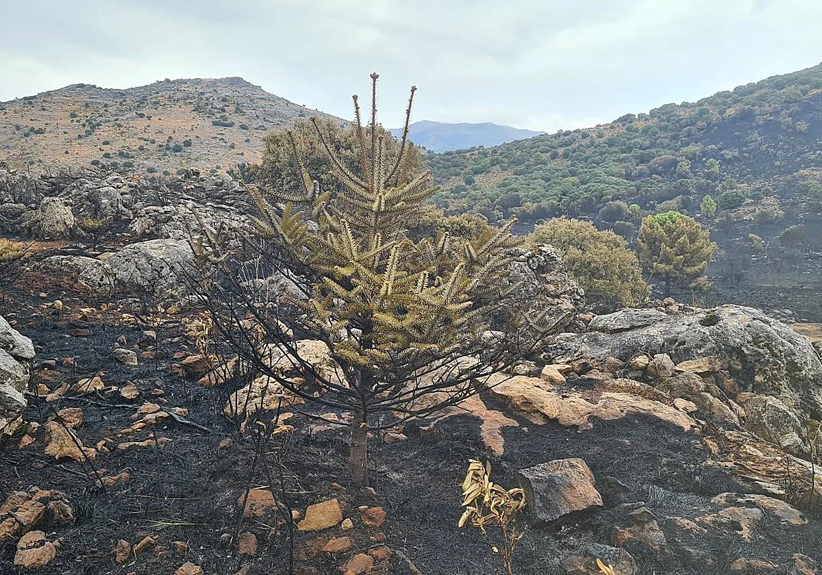 Doce años para levantar un bosque de pinsapos y unas horas para perderlo en el incendio de Igualeja