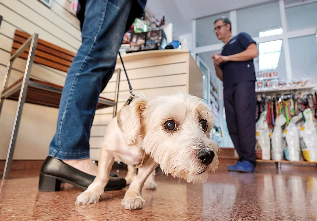 Tu perro divide las palabras cuando oye hablar del mismo modo que lo haces tú