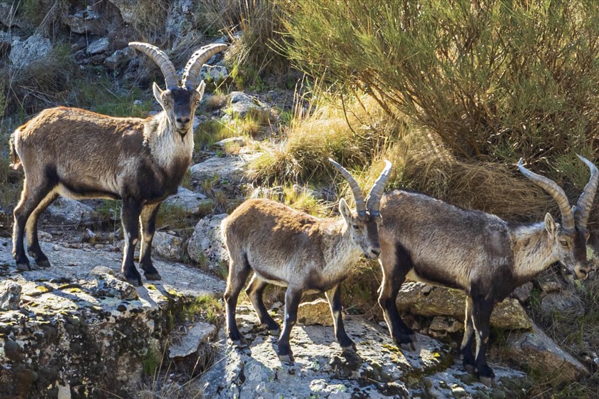 Se buscan voluntarios para vivir gratis en un refugio de la Sierra de Gredos a cambio de trabajar 24 horas semanales cuidando animales abandonados