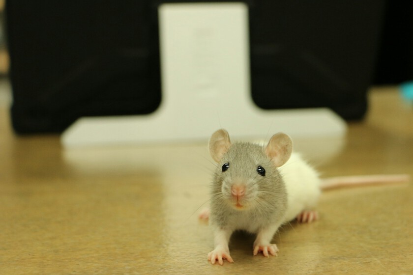 El problema de la experimentación animal no es la falta de ética, es que la ciencia todavía no tiene un plan B