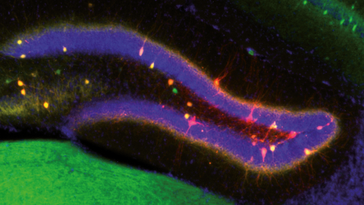 El cerebro busca un equilibrio entre la memoria y los nuevos recuerdos para adaptarse al entorno