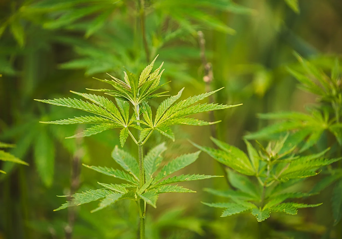 Psiquiatras alertan de la marihuana modificada genéticamente: más adicción y riesgo de psicosis