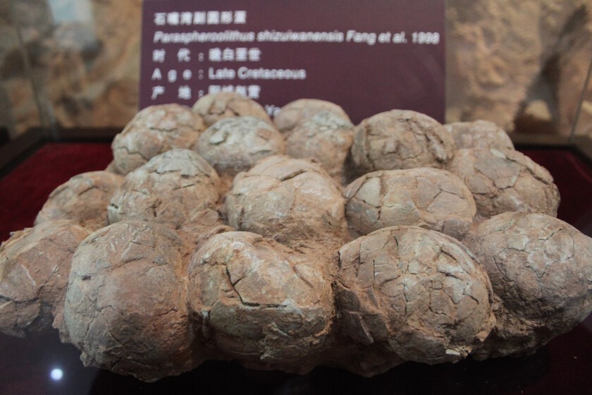 Han encontrado huevos de dinosaurio en un lugar demasiado frío para que existiesen. Estos científicos creen que el titanosaurio fabricaba sus propias incubadoras