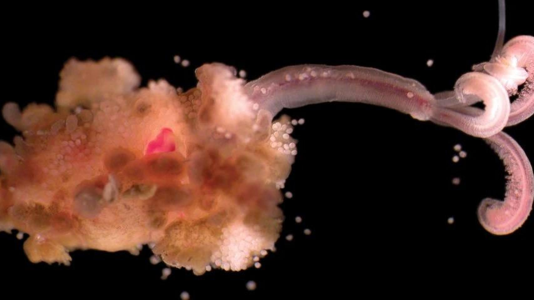 La misteriosa desaparición de los gusanos zombis del Pacífico: implica una "pérdida potencial de especies"