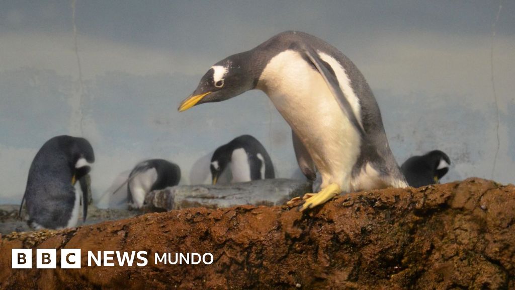 Identifican una nueva especie de pingüino por primera vez en más de 100 años