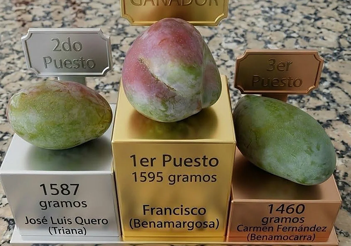 Un mango de 1,595 kilos de Benamargosa se corona como 'Rey del Mango' de la Axarquía