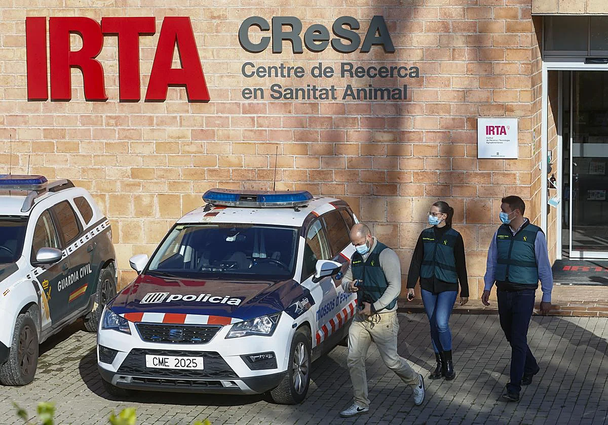 Confirmados otros 18 positivos de peste porcina en la zona delimitada en Barcelona