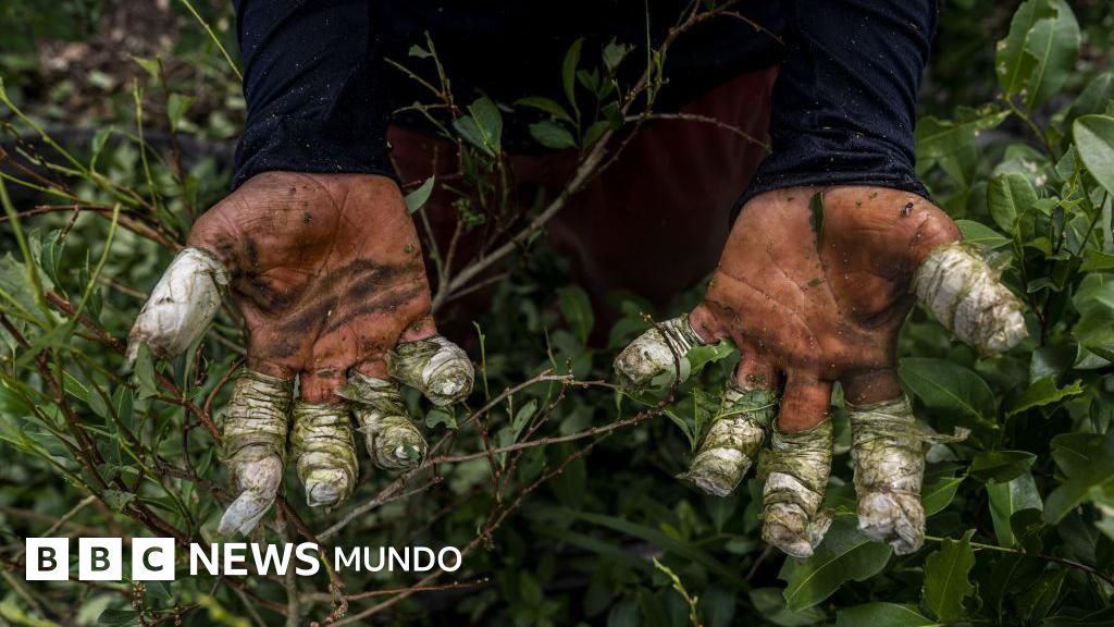 Qué papel juega realmente Venezuela en el narcotráfico y cómo se compara al de México y Colombia, los países a los que Trump advirtió tras la captura de Maduro