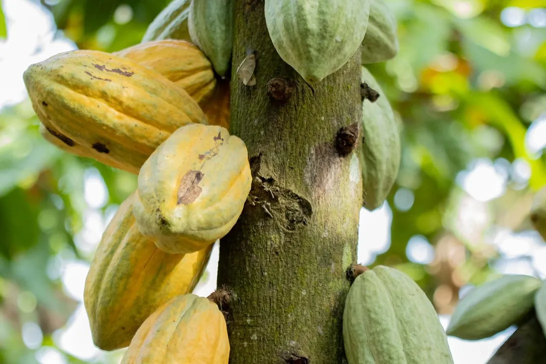 Cómo aplica Nestlé el nuevo reglamento de deforestación