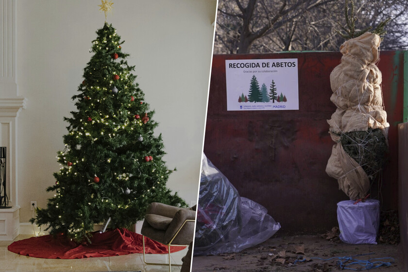 Si tenías intención de replantar tu árbol de Navidad en el monte, Madrid tiene algo que decirte: no lo hagas