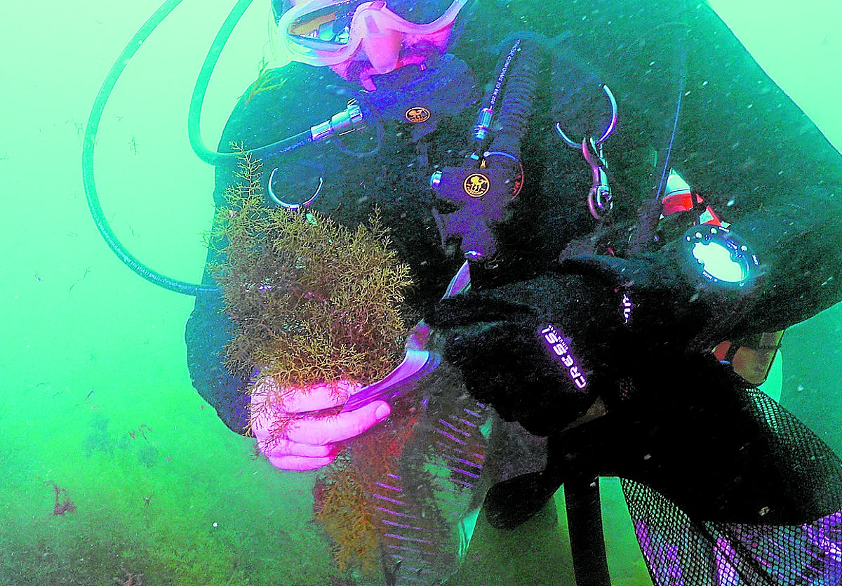 Un estudio descubre en Málaga un alga mediterránea capaz de combatir a la especie invasora asiática