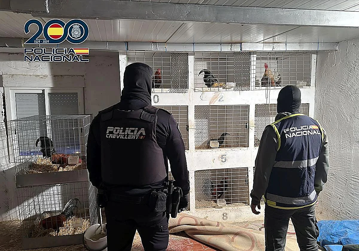 De una red de secuestros y torturas a las peleas clandestinas de gallos: el historial del 'gallero' de Alicante