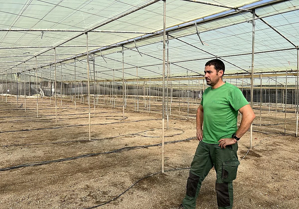 Tobacco thrips pest affects pepper production on Granada's Costa Tropical