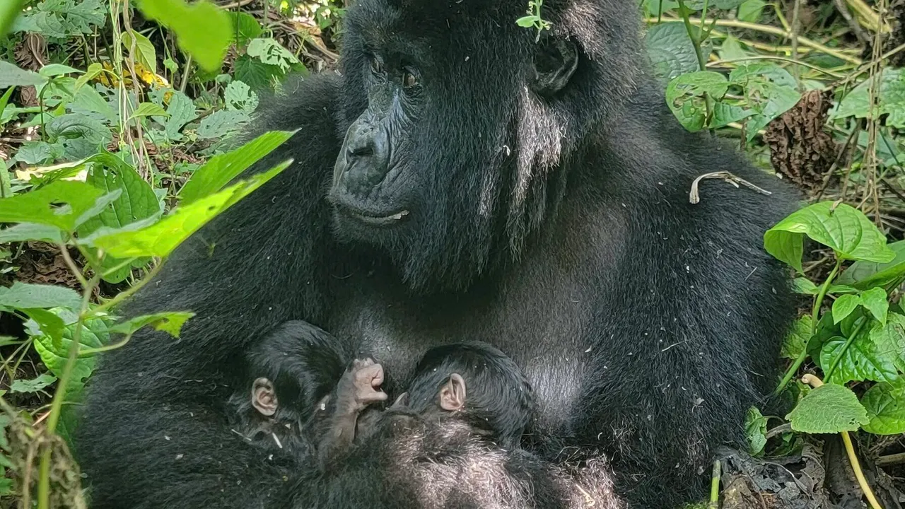 Dos bebés gorilas de montaña gemelos nacen en el Congo y es un acontecimiento extremadamente raro