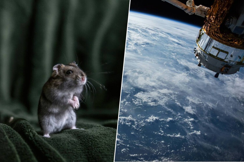 China acaba de resolver una de las mayores dudas para ir a Marte con el nacimiento de seis ratones espaciales