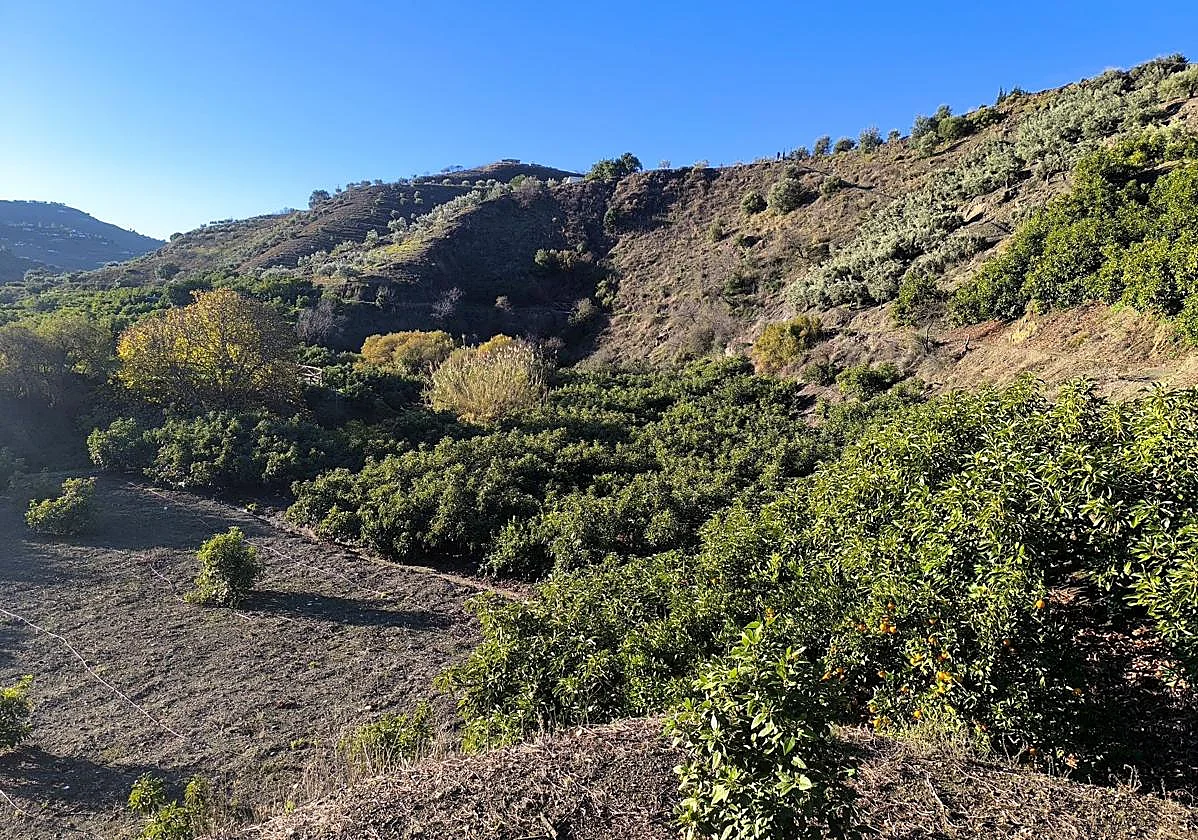 Las cuentas del campo malagueño siguen sin salir