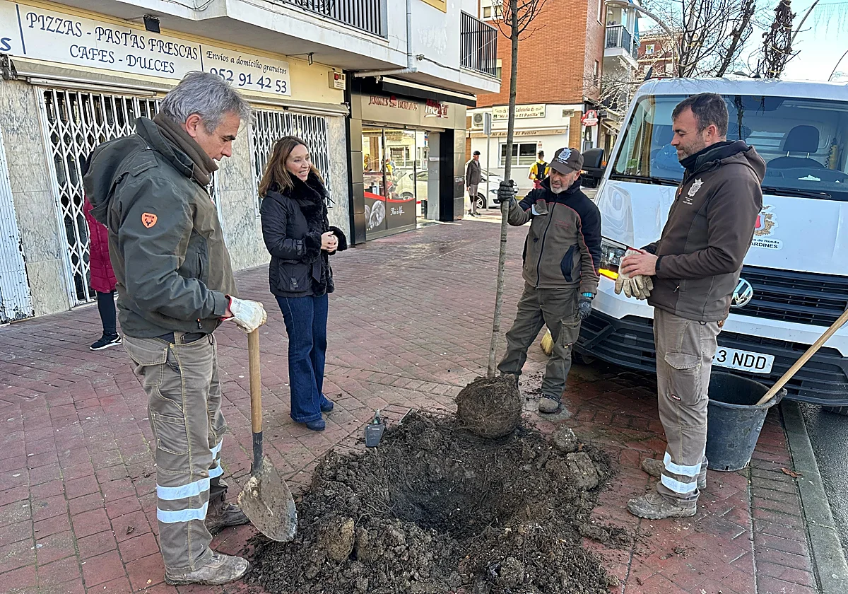 Ronda planta 120 nuevos árboles para recuperar alcorques vacíos