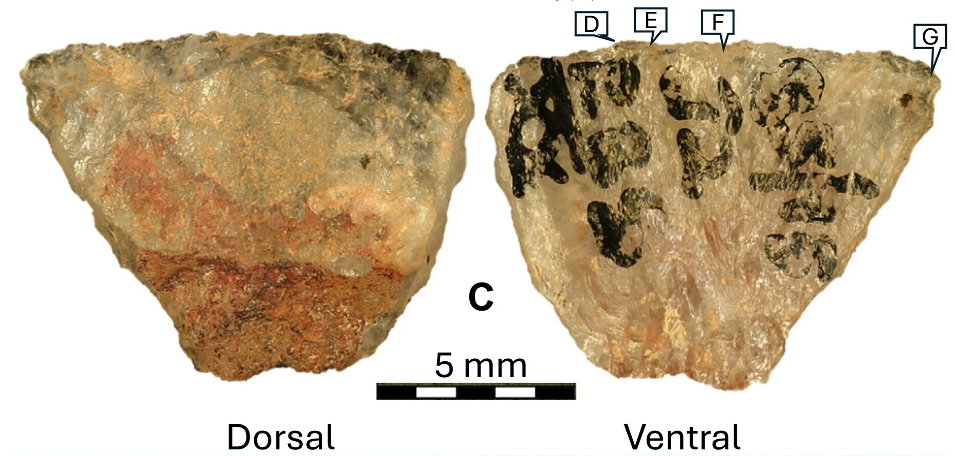 Las flechas envenedadas más antiguas tienen 60.000 años y han sido descubiertas en Sudáfrica