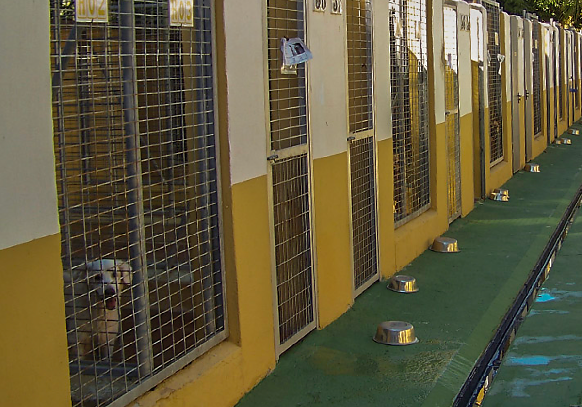 Total Animal Services Paraíso TAS gestionará el servicio de recogida de animales en Estepona durante dos años por 253.848 euros