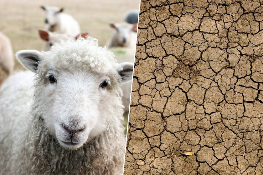 El último secreto de la agricultura contra la sequía es, literalmente, enterrar lana de oveja