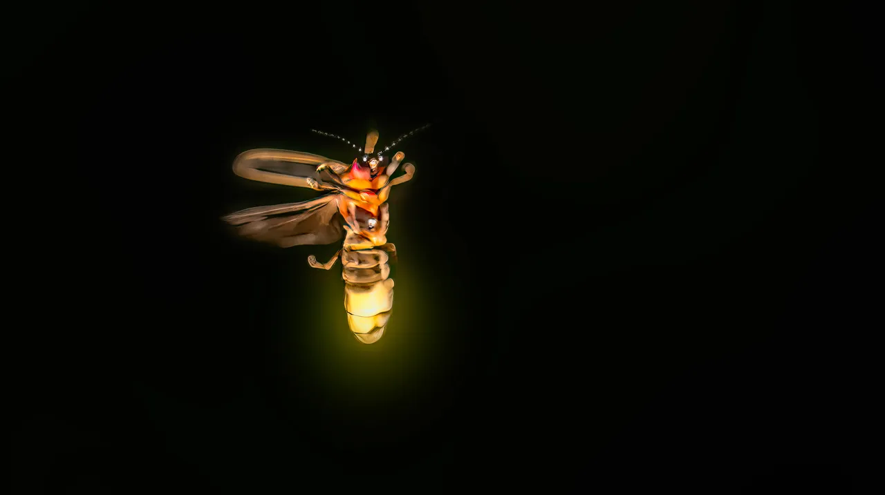 La nueva forma de buscar inteligencia extraterrestre está inspirada en las luciérnagas