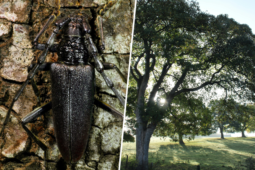 Un escarabajo está diezmando la población de encimas de Salamanca. Y el mayor problema es que está protegido