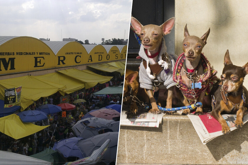 Ciudad de México inició una batalla contra el último de sus mercados que vendía animales vivos. Y acaba de ganarla