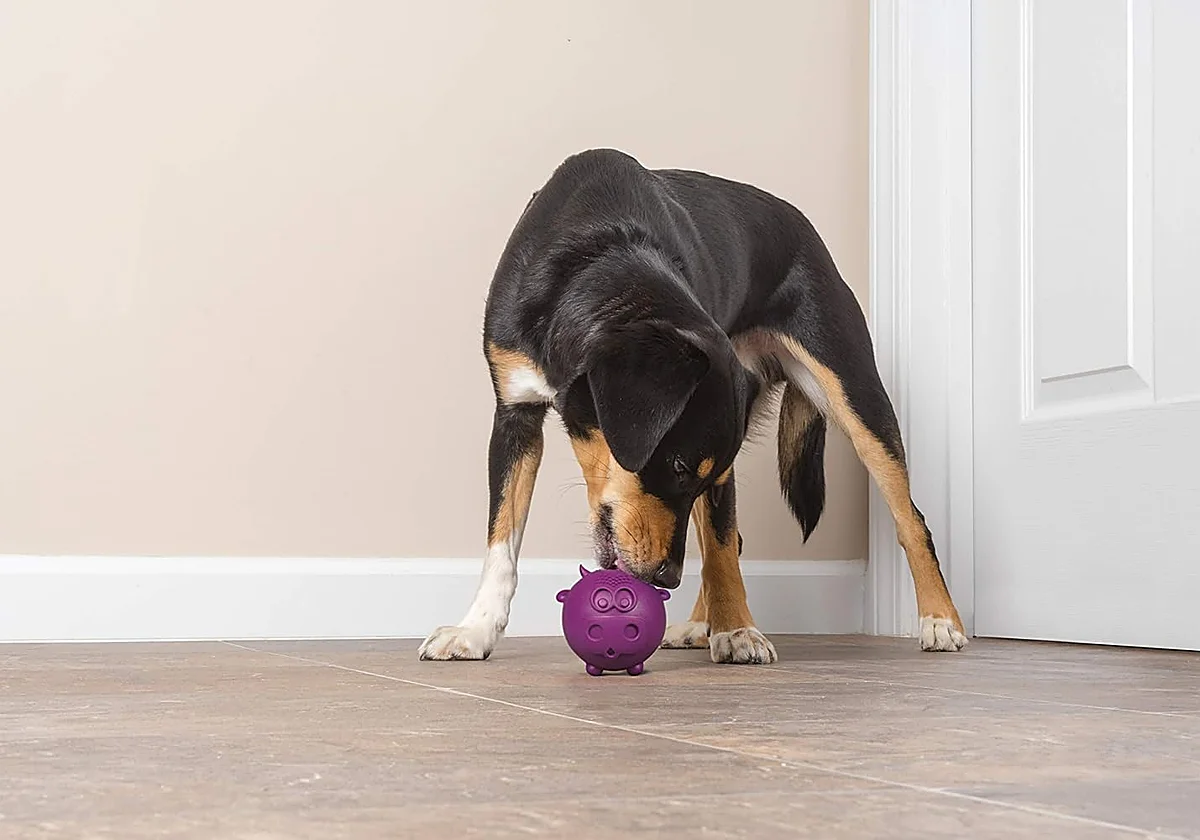 Mantén a tu perro activo y entretenido con estos juguetes interactivos