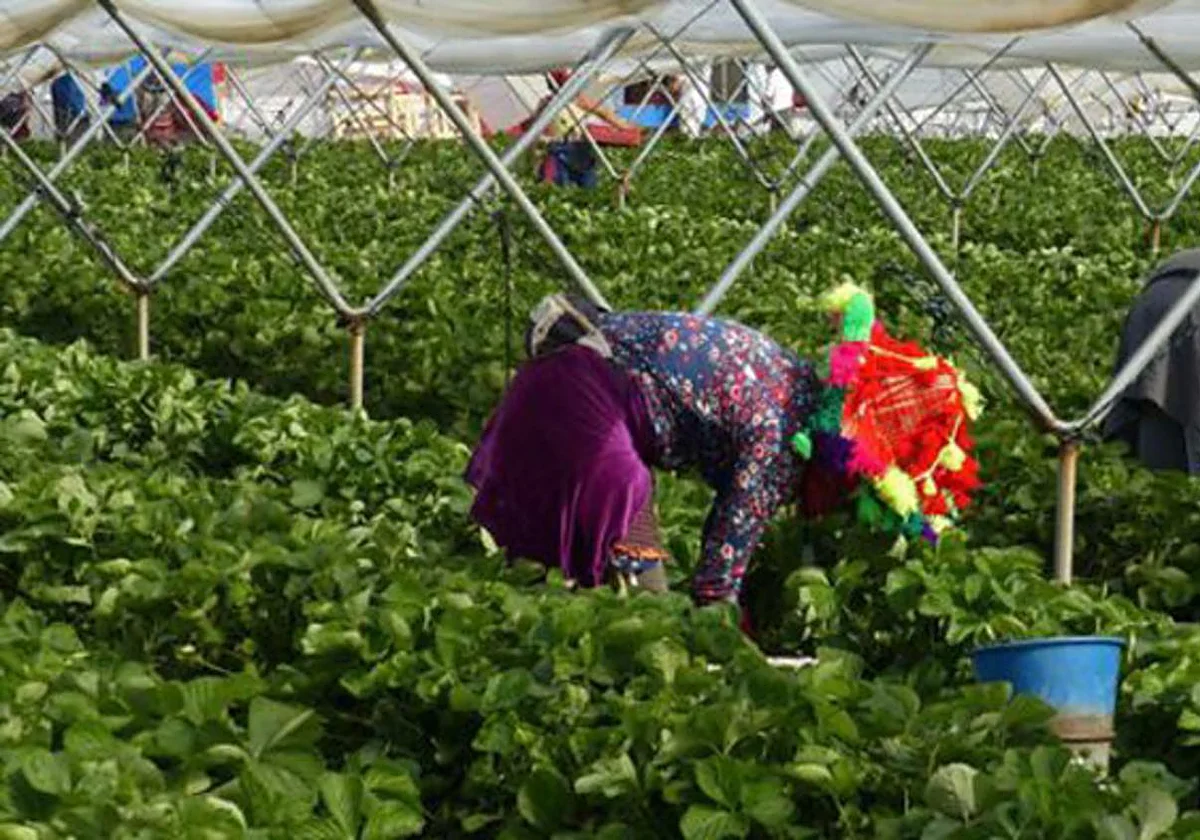 CCOO denuncia los abusos sexuales a temporeras migrantes en Huelva