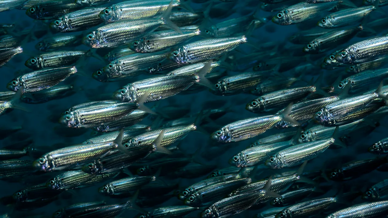 Estos filtros imitan las branquias de los peces para capturar microplásticos en tu lavadora