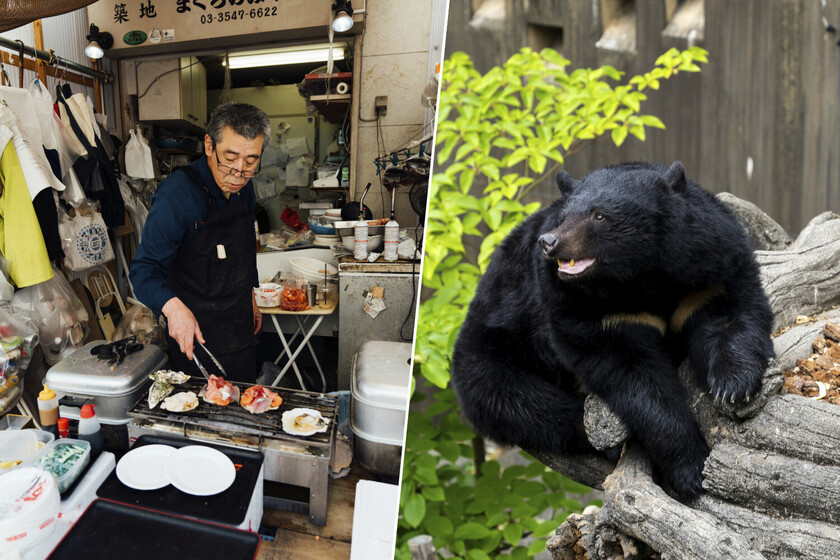 Japón tiene un problema con los ataques de osos en sus ciudades. Así que han empezado a comérselos