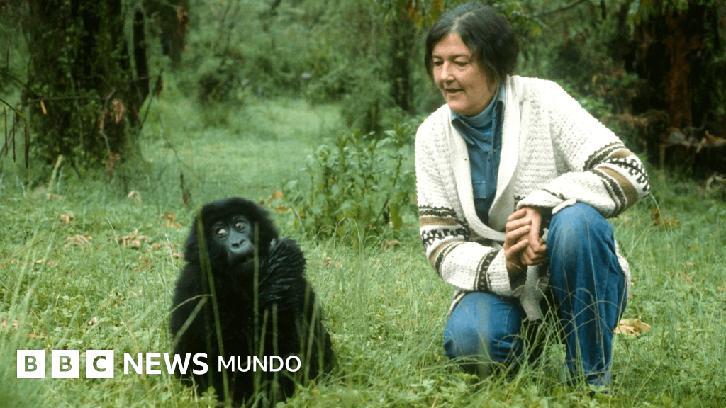 La polémica vida y el misterioso asesinato de Dian Fossey, la zoóloga que inspiró la película "Gorilas en la niebla"