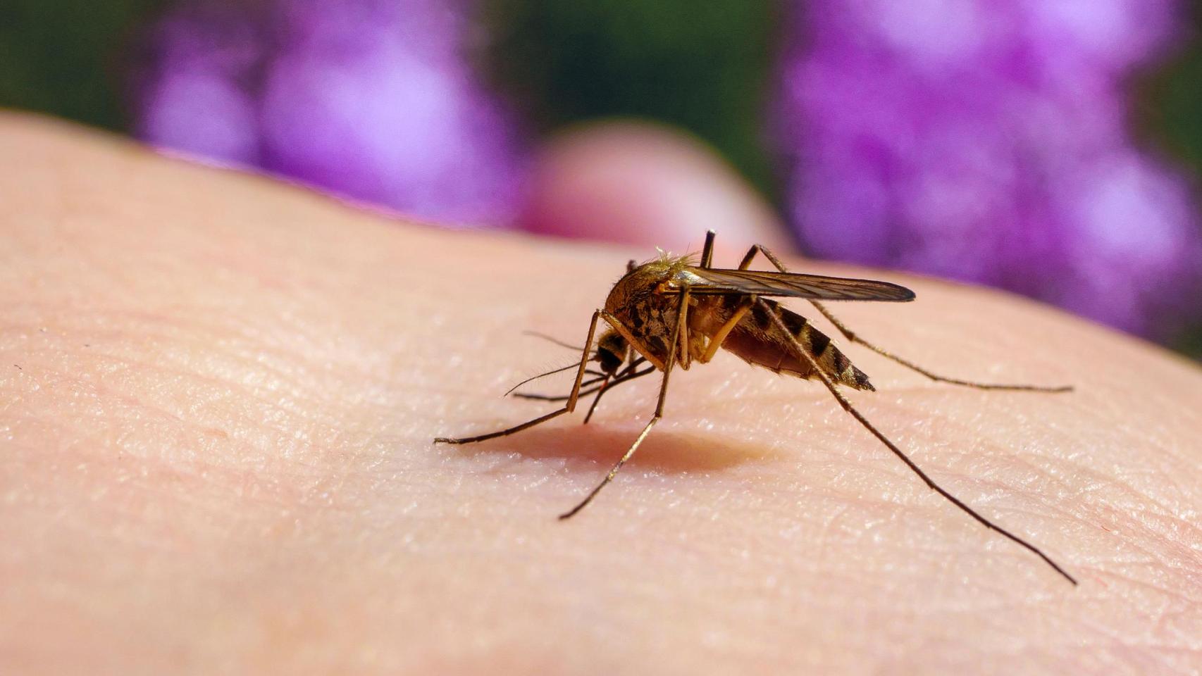 La 'sed de sangre humana' de los mosquitos incrementa a medida que desaparecen otros animales de los que alimentarse