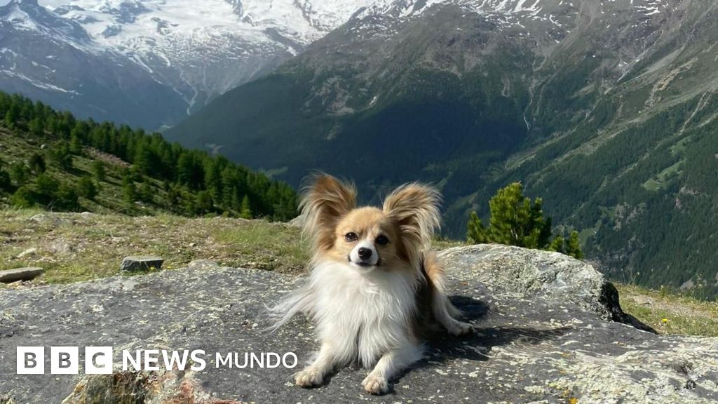 "Sin mi perro, el equipo de rescate no me habría encontrado": el chihuahua que salvó a su dueño de la muerte en un glaciar suizo