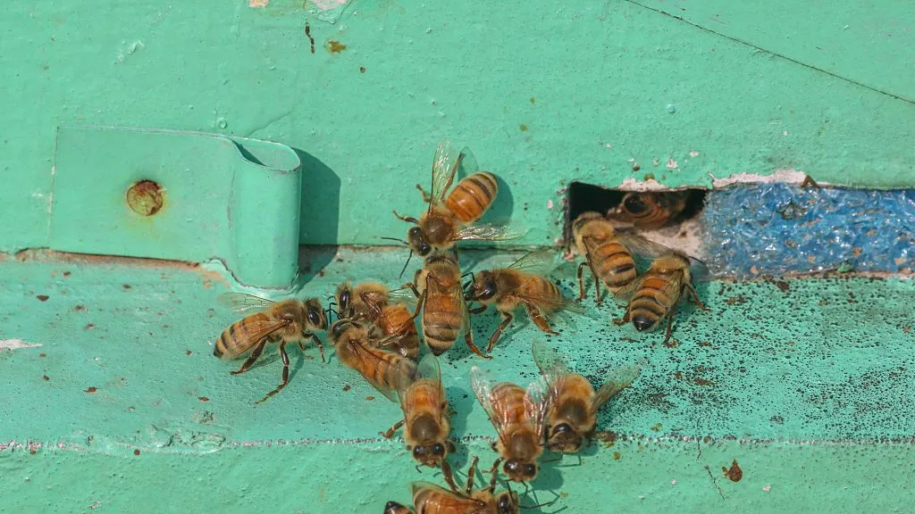 La clave para comunicarnos con los extraterrestres estaría en las matemáticas… y en las abejas