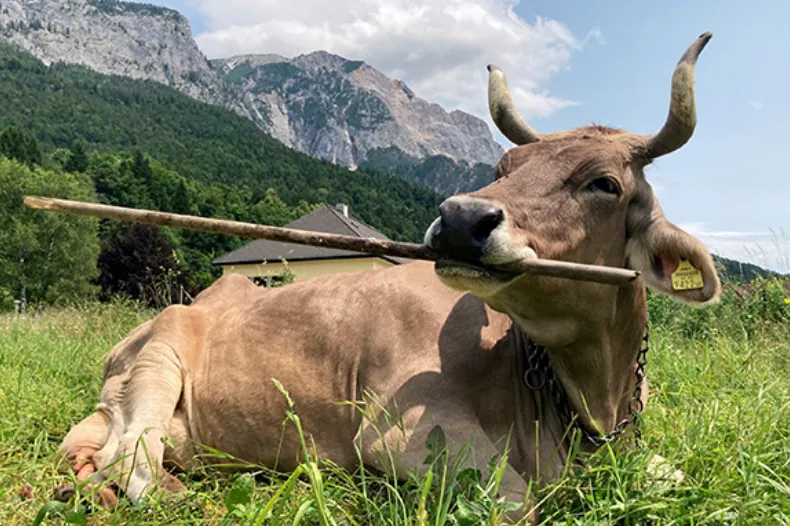 Las vacas utilizan herramientas igual que los chimpancés